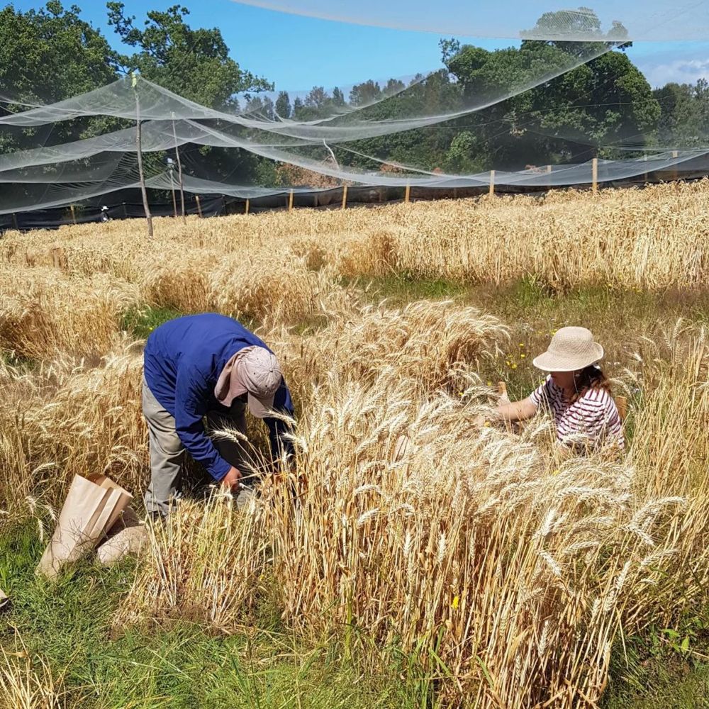 Equipo del laboratorio cosechando trigo en un ensayo de campo