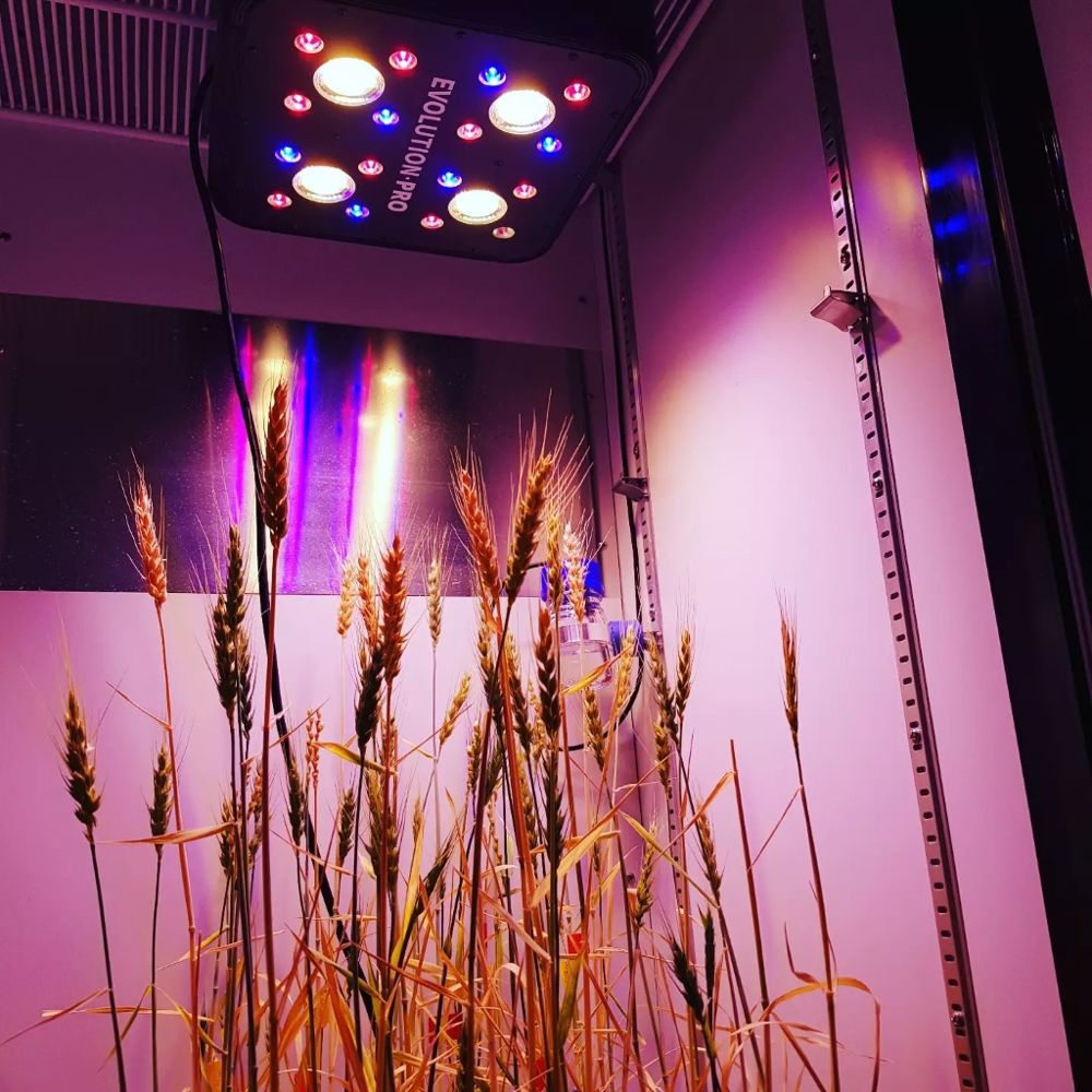 Speed breeding