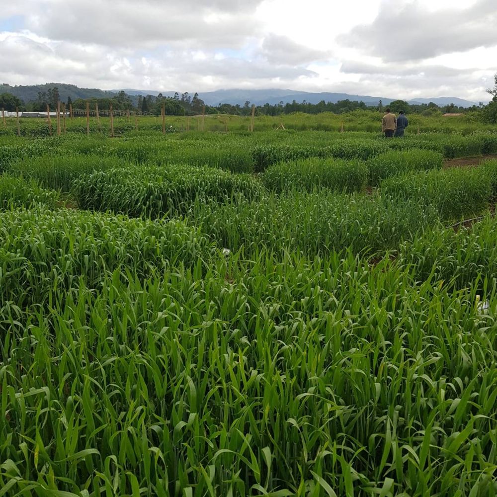Ensayo de campo