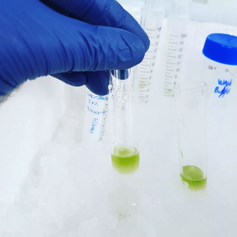 Cultivos in vitro
